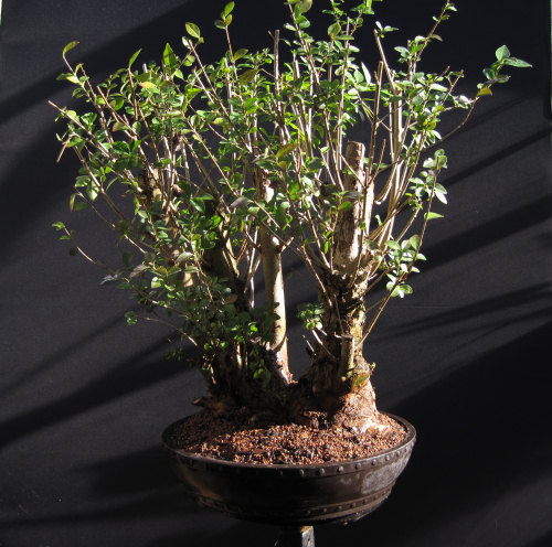 Privet Multi Trunk Bonsai
